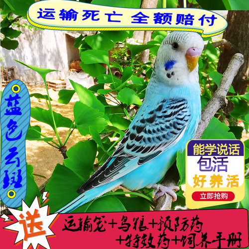 虎皮鹦鹉活鸟中小型会说话宠物鸟类鸟活物手养鸟玄凤一对幼鸟活体 - 图3