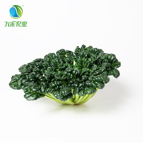 万禾农业万禾有机塌菜乌塌菜塔菜塌棵菜塌地松黑菜家常菜250 叶菜 - 图0