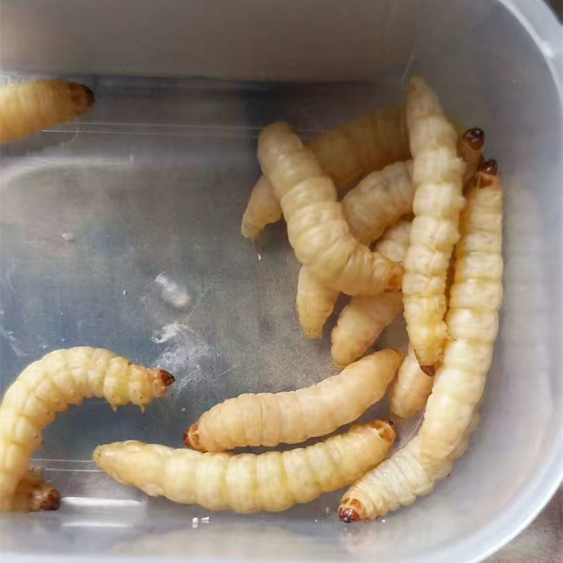 玉米虫葡萄蜜虫活虫大蜡螟活体鱼饵鹦鹉绣眼画眉鸟食仓鼠宠物饲料,淘宝优惠券,粉丝福利购,淘宝优惠卷