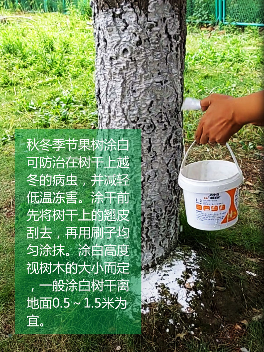 国光树干涂白剂果桃树木防虫卵杀菌刷树白粉生石灰石硫合剂涂白粉-图0