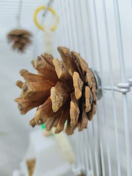 Parrot gnaws ສຸດ cage bird toy, molars pine cones, black phoenix and peony parrot parrot and grinds beak, hanging ອຸ​ປະ​ກອນ, ໂກນ​ແປກ