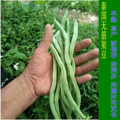 架豆王种子特长无筋架豆青豆菜豆籽长芸豆四季豆爬藤蔬菜种子 - 图1