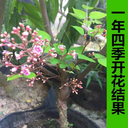 正宗酸杨桃树苗盆栽地栽南北方庭院果树嫁接当年结果果树果苗带土 - 图1