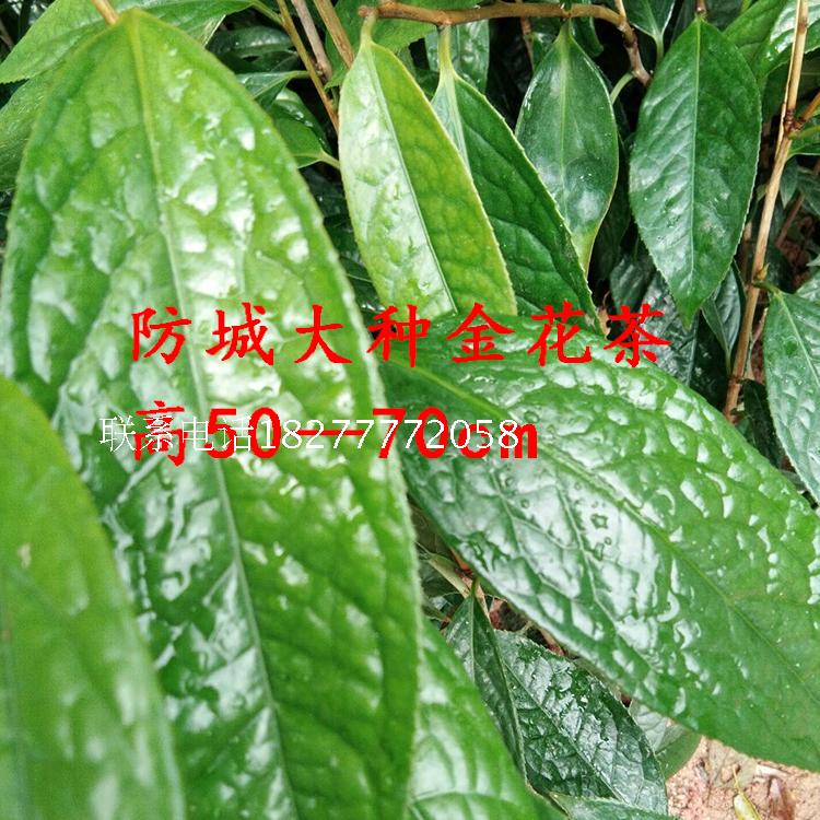 金花茶树苗防城防普原生四季金花茶苗包邮名贵茶苗盆栽地栽-图3