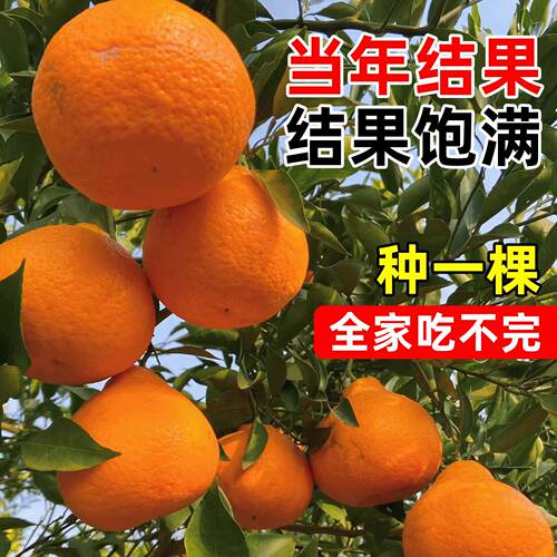 耙耙柑树苗新品种四川春见苗嫁接苗果树果苗柑橘子树苗当年结果 - 图0