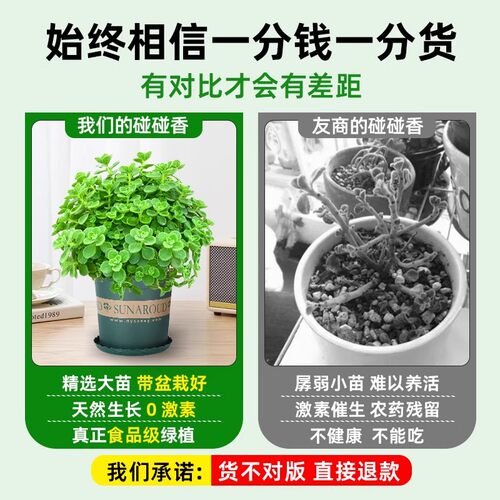 碰碰香盆栽室内提神绿植多肉植物大盆花卉盆栽净化空气一抹香 - 图3