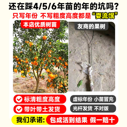 耙耙柑树苗新品种四川春见苗嫁接苗果树果苗柑橘子树苗当年结果 - 图1