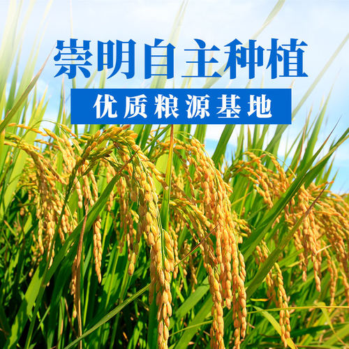 上海崇明原粮10kg公斤农家自产现磨软糯香米珍珠粳米20斤2024新米 - 图0