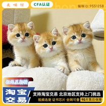 English Short Blue Gold Asymptotic Cat Gold Progressive Layer Young Cat Silver Gradual Layer Young Cat Litter Cub Pet Cat Kitty Short Hairy