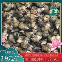 (ten catty) CLEAN WATER FIELDS SNAIL FRESH FRESH LIVING FIELDS Snail Living Stone Snail Snail Wholesale of Snail Meat Clay
