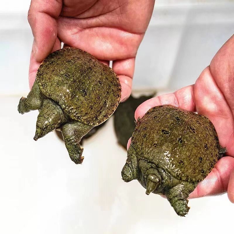 100只大甲鱼苗活体批发中华鳖小甲鱼水鱼团鱼王八苗养殖鱼苗鳖苗,淘宝优惠券,粉丝福利购,淘宝优惠卷