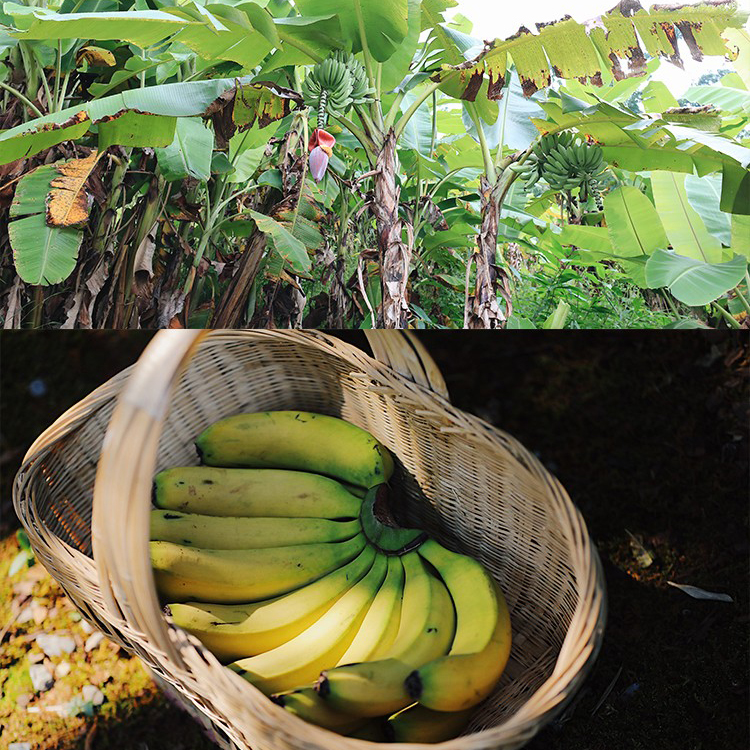 香蕉干｜云南黄糯香蕉烤制自然黄润焦糖色本味浓郁自有工厂谨制 - 图2