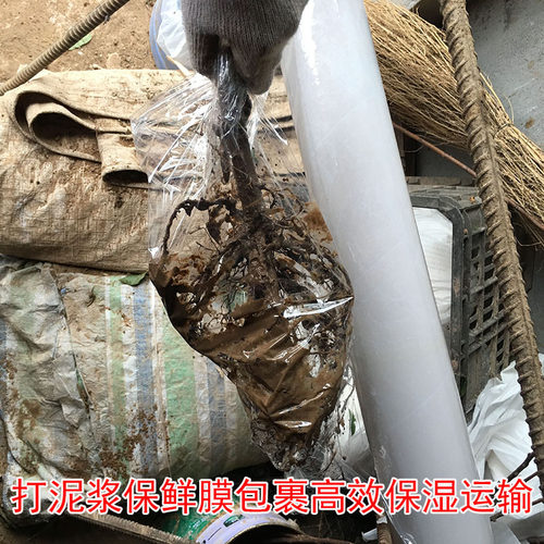 四川汶川晚熟青脆李苗蜂糖李子树苗李子苗树苗李子果树苗当年结果 - 图3