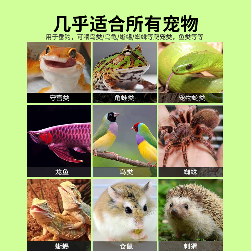 面包虫活体透气小盒发货黄粉虫蜘蛛蝎子乌龟守宫角蛙鸟活饵饲料 - 图1