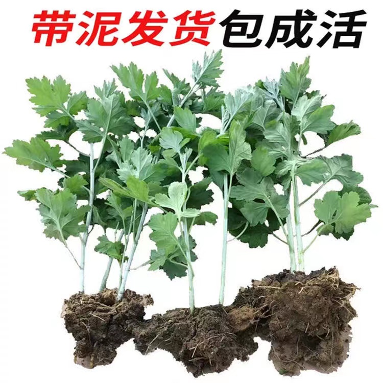 新鲜正宗大叶蕲艾苗种植药用食用野生艾蒿艾叶根苗盆栽包成活包邮 - 图0