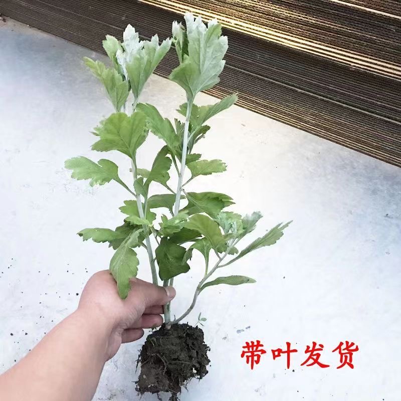 新鲜正宗大叶蕲艾苗种植药用食用野生艾蒿艾叶根苗盆栽包成活包邮 - 图0