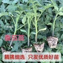 Guangzhou Tomato Seedlings Open Air Planting Sand Ladyer Tomatoes When Season Vegetables With Mud Now Easy To Grow