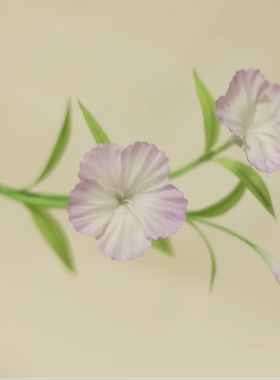 拾花纪 纯手工烫花发簪 烫花头饰 石竹花 汉服配饰 国风配饰