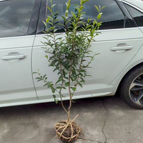 多品种不同规格茶叶树苗 龙井黄金芽鸭屎香茶苗 碧螺春铁观音茶树 - 图2