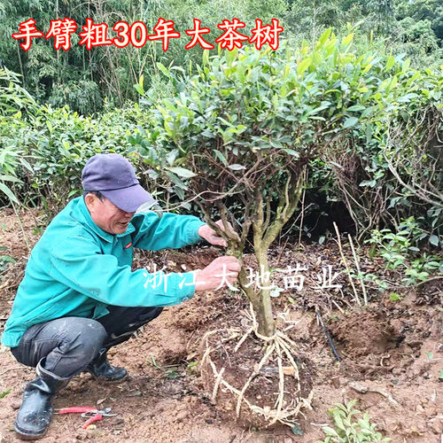 多品种不同规格茶叶树苗 龙井黄金芽鸭屎香茶苗 碧螺春铁观音茶树 - 图3