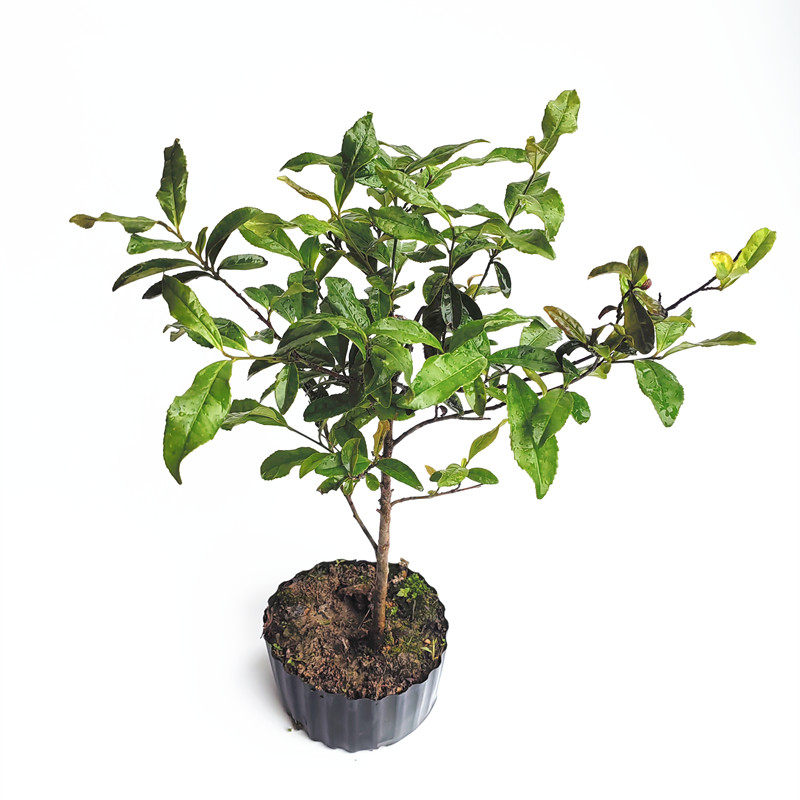 营养杯祁门红茶苗 大红袍水仙茶苗 肉桂丹奇茶树 金骏眉茶叶树苗,淘宝优惠券,粉丝福利购,淘宝优惠卷