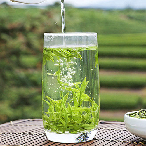 古茶树群体种茶叶树苗 浙江西湖龙井茶苗 盆栽鸠坑茶树苗18元包邮 - 图1
