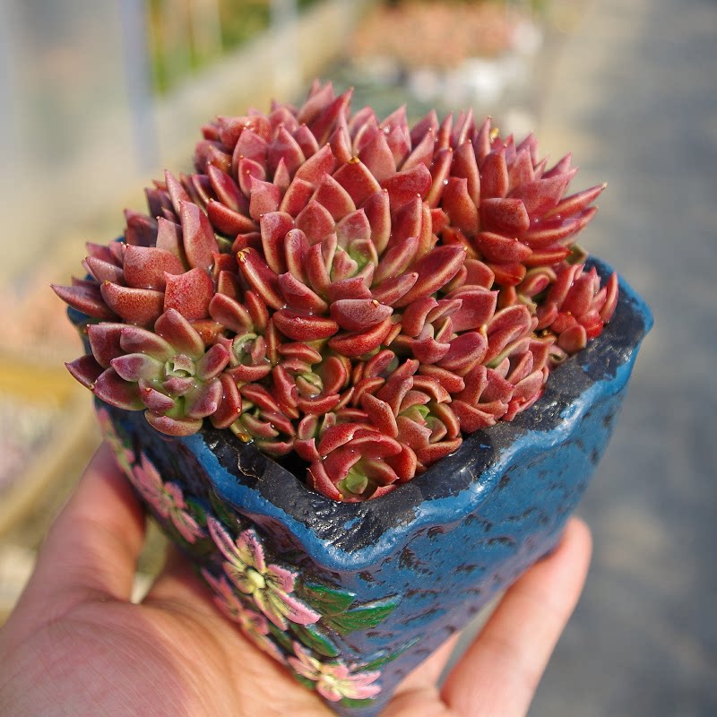 红色多肉植物因地卡群生易爆盆室内阳台防辐射绿植盆栽含盆土套餐