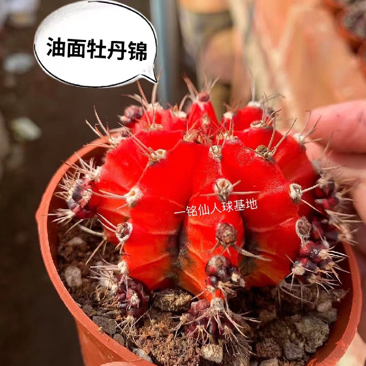 一铭仙人球油面黑牡丹锦彩色萌球会开花稀有多肉植物新品包邮-图1