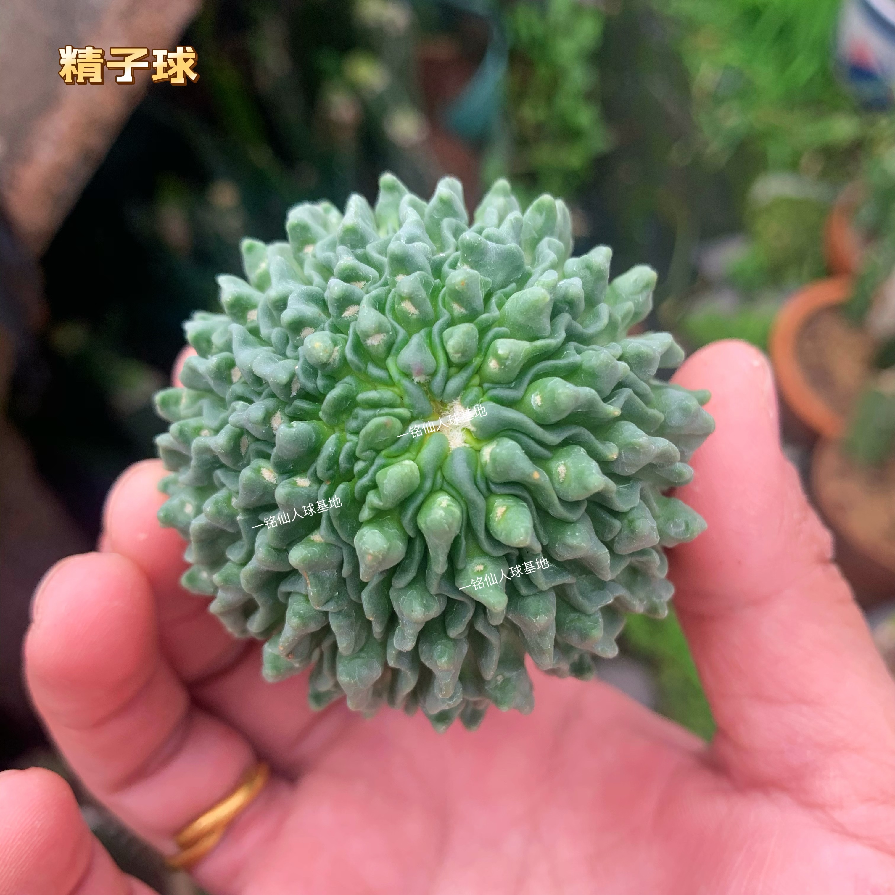 蝌蚪球精子球仙人球无刺精品多头多肉植物阳台办公室防辐射小盆栽-图3