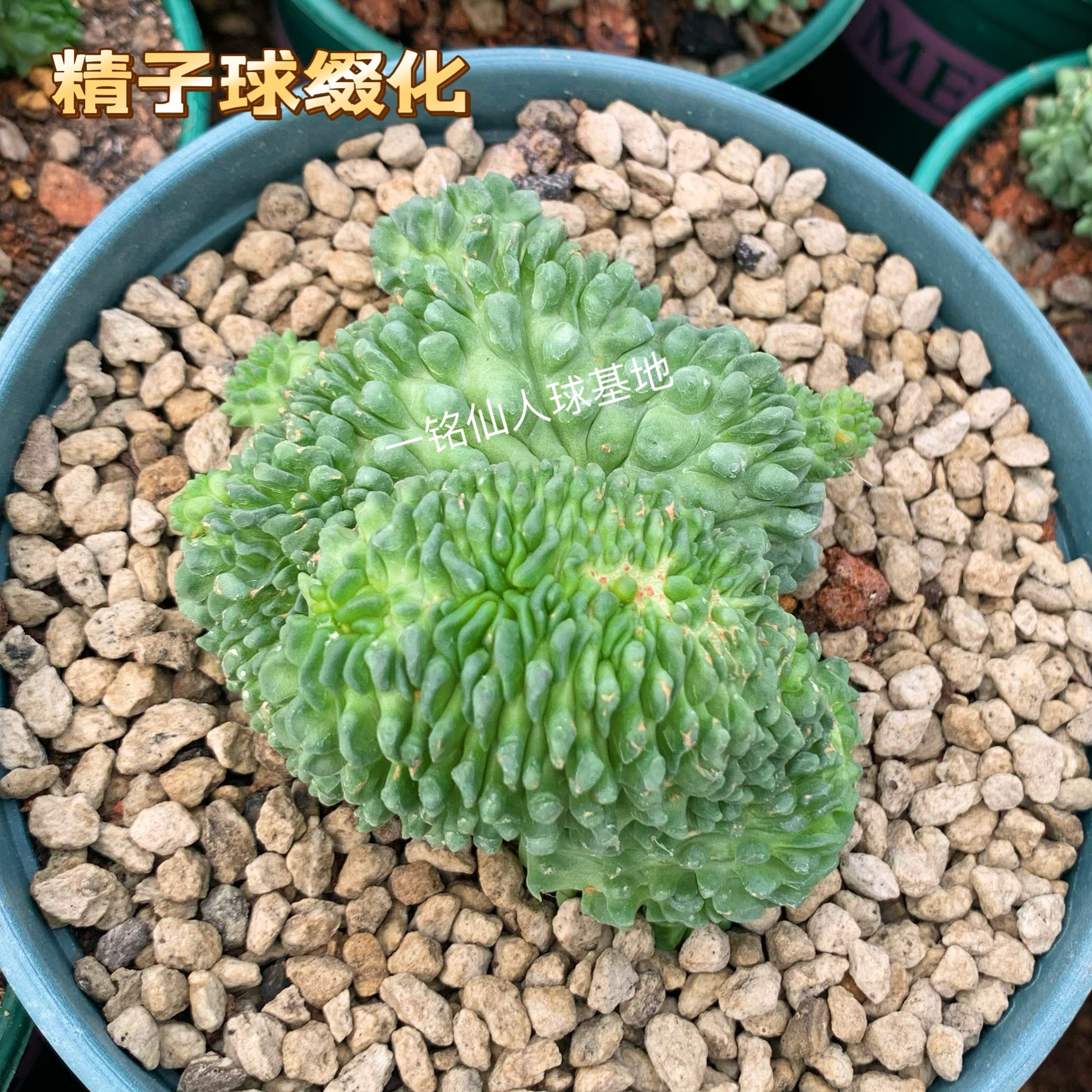 蝌蚪球精子球仙人球无刺精品多头多肉植物阳台办公室防辐射小盆栽-图0