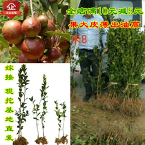 Oil Tea Sapling Long Forest High Yield Graft Dwarf Hybrid Big Fruit Quality White Flower Thin Peel Wood Seed Hill Tea Sub