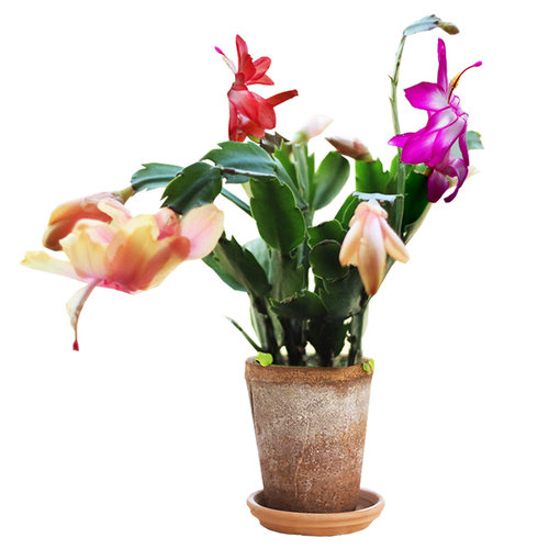 进口蟹爪兰大苗带根发货盆栽蟹爪兰花苗蟹爪兰盆景蟹爪花兰当年开 - 图3