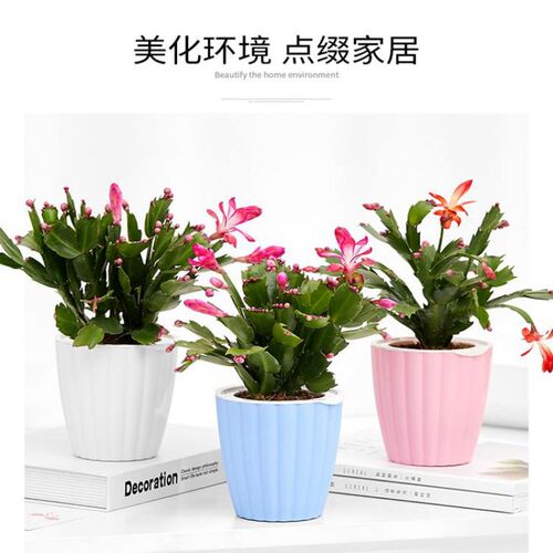 进口蟹爪兰大苗带根发货盆栽蟹爪兰花苗蟹爪兰盆景蟹爪花兰当年开 - 图0