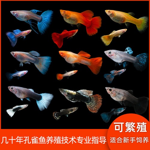 孔雀鱼热带观赏鱼苗小型淡水精品凤尾鱼好养耐活小鱼群游活体活鱼 - 图2