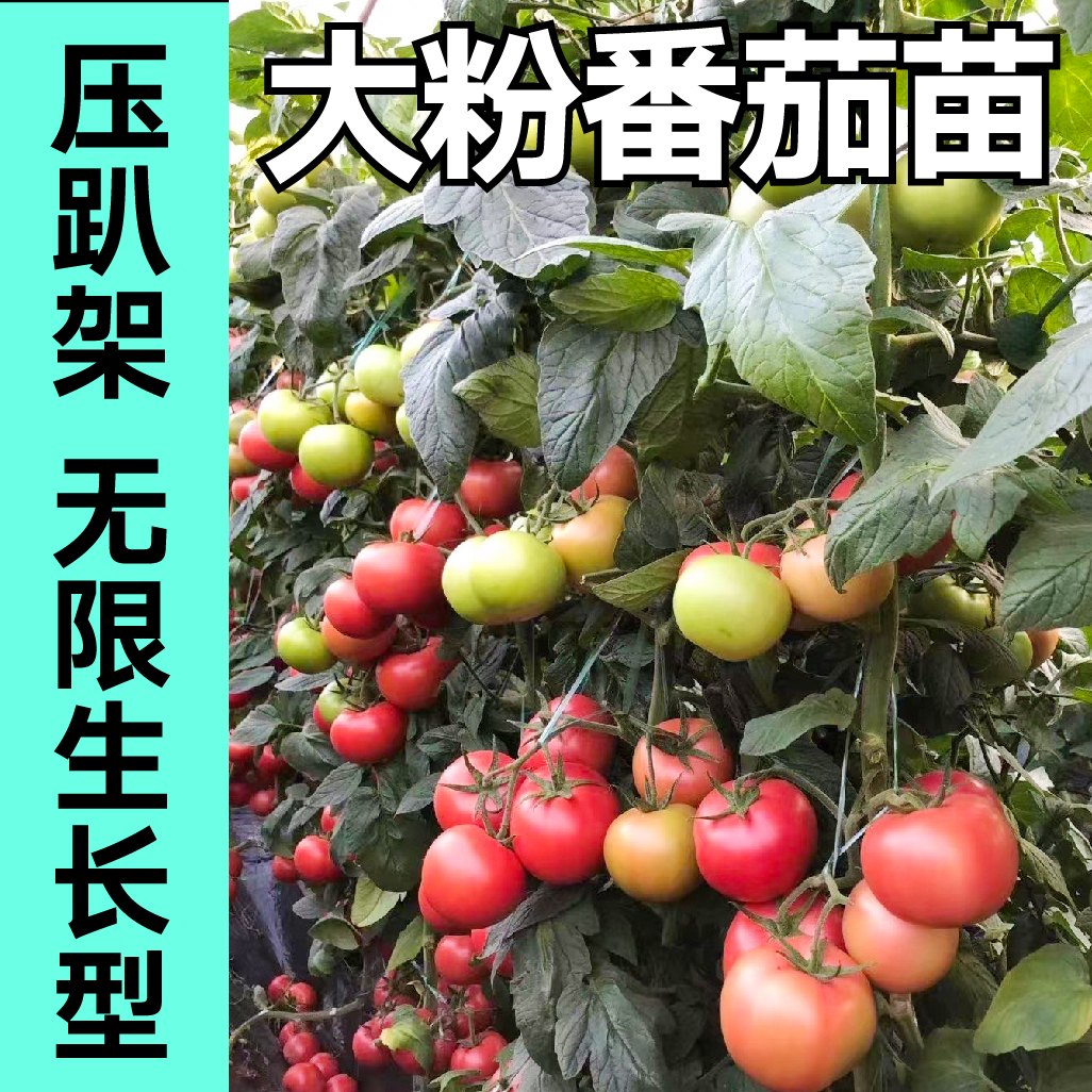 压趴架大粉番茄苗秧苗老品种西红柿种子沙瓤爆甜高产蔬菜四季盆栽 - 图2