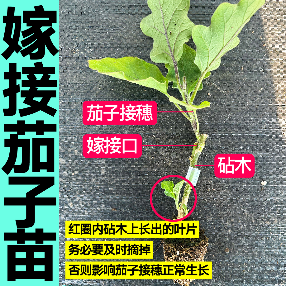 嫁接圆茄长茄苗秧大龙长茄子种子四季春秋高产蔬菜苗抗病高产籽 - 图1