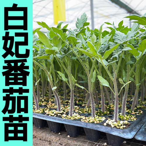 寿光超甜白妃樱桃番茄苗秧白珍珠西红柿圣女果种子四季阳台盆栽苗 - 图2