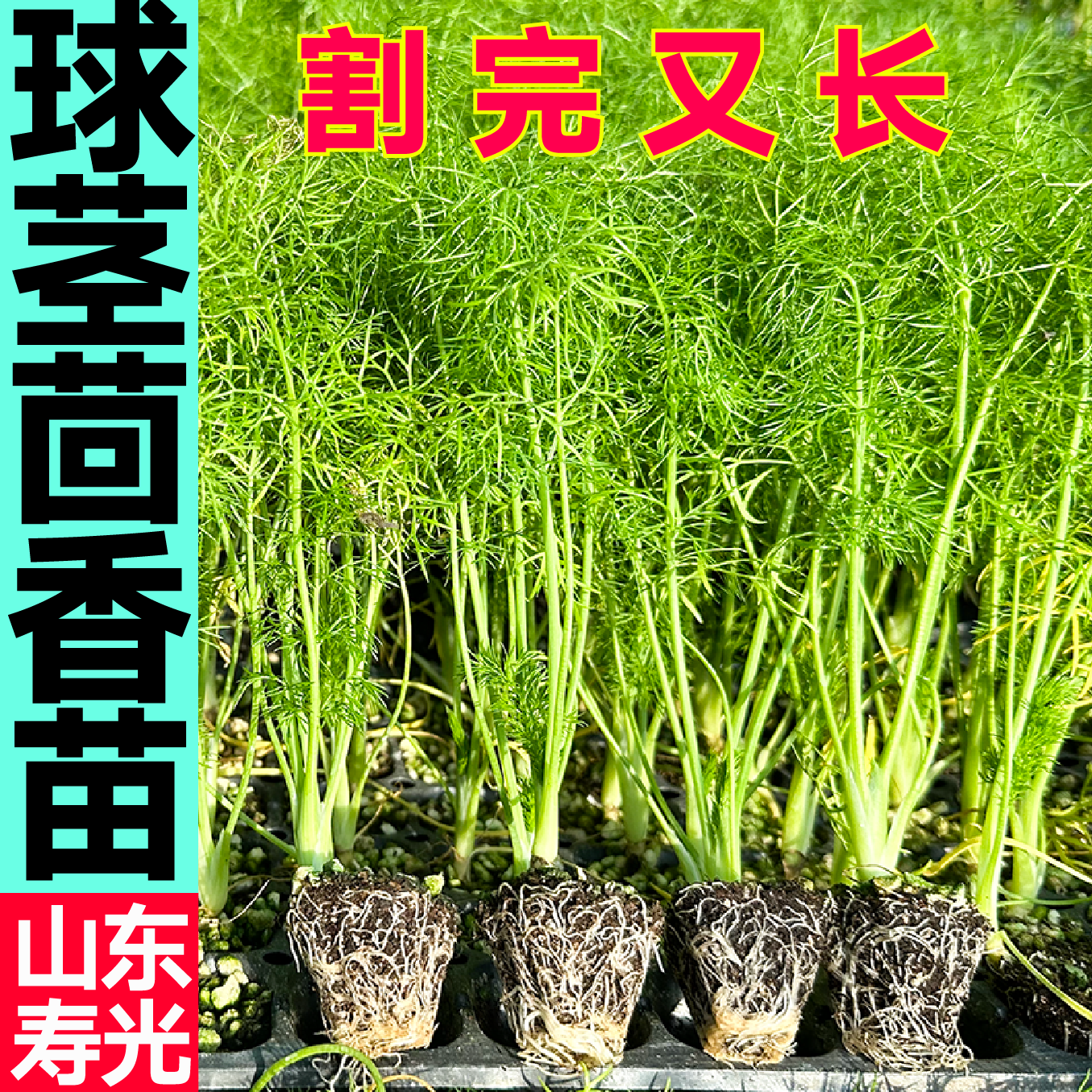 球茎茴香秧苗幼苗多茬采收四季盆栽结球割茬茴香种子多茬采收蔬菜 - 图1