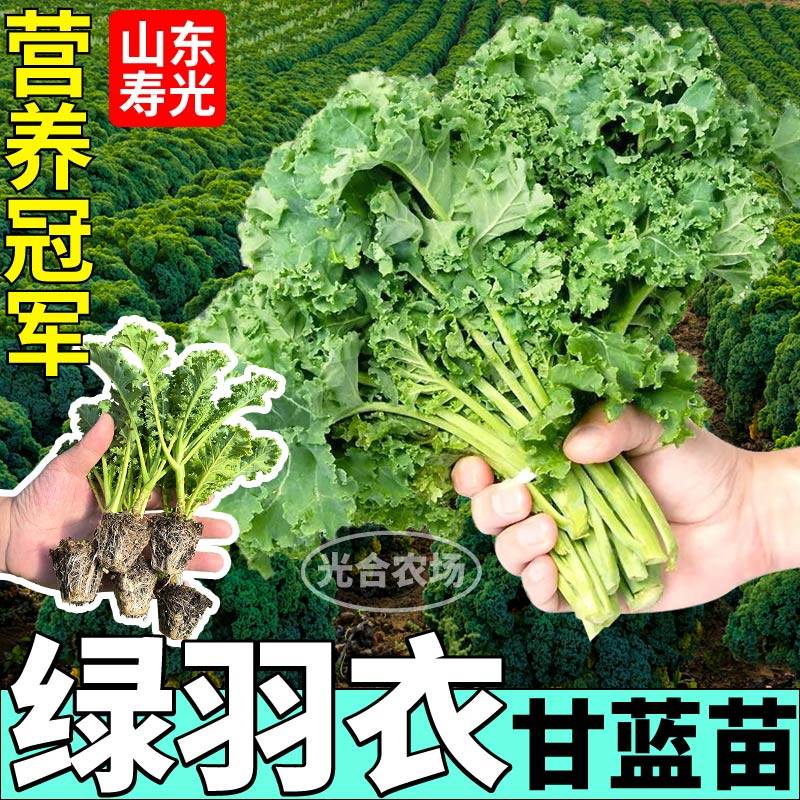 摘不败绿羽衣甘蓝苗秧四季盆栽紫羽衣粉羽衣甘蓝种子盆栽带土球,淘宝优惠券,粉丝福利购,淘宝优惠卷
