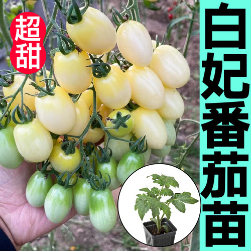 寿光超甜白妃樱桃番茄苗秧白珍珠西红柿圣女果种子四季阳台盆栽苗 - 图0