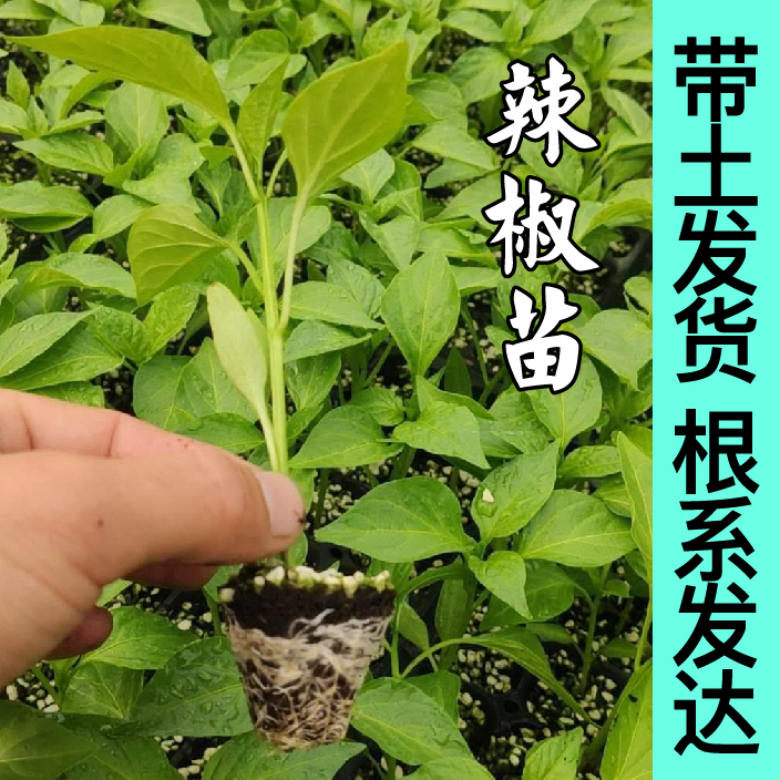 七彩五彩辣椒苗秧带土球观赏食用朝天辣椒种子四季阳台盆栽小尖椒 - 图3