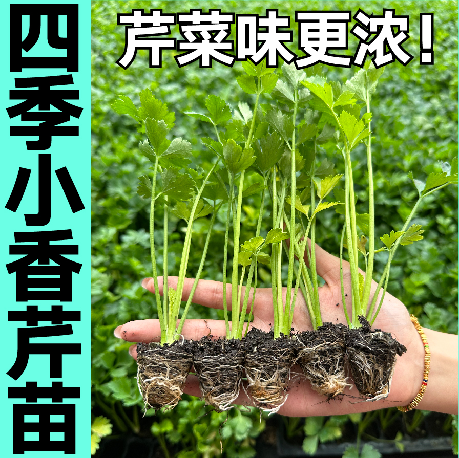 寿光速生四季小香芹菜秧苗带土球春秋四季盆栽红芹根芹西芹种子籽-图2