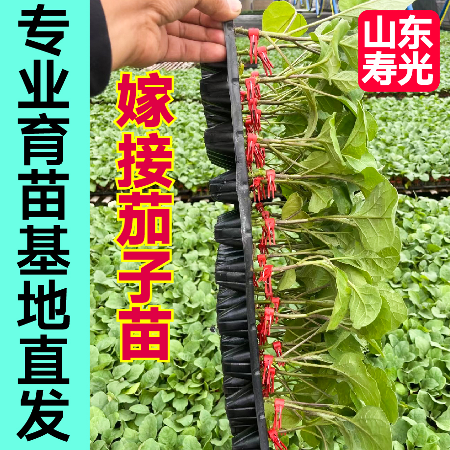 嫁接圆茄长茄苗秧大龙长茄子种子四季春秋高产蔬菜苗抗病高产籽 - 图2