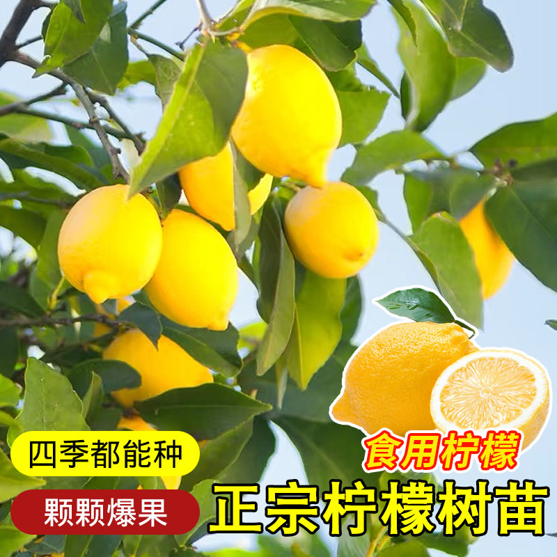 正宗台湾香水柠檬树树苗盆栽四季客厅绿植阳台室外带果柠檬苗树苗,淘宝优惠券,粉丝福利购,淘宝优惠卷