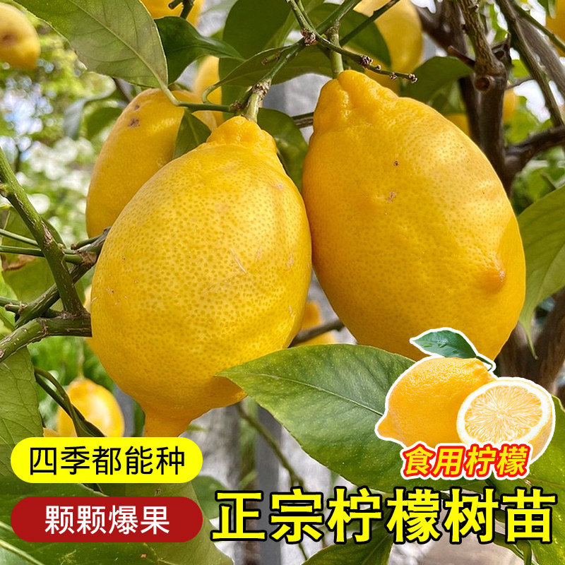 正宗台湾香水柠檬树树苗盆栽四季客厅绿植阳台室外带果柠檬苗树苗,淘宝优惠券,粉丝福利购,淘宝优惠卷