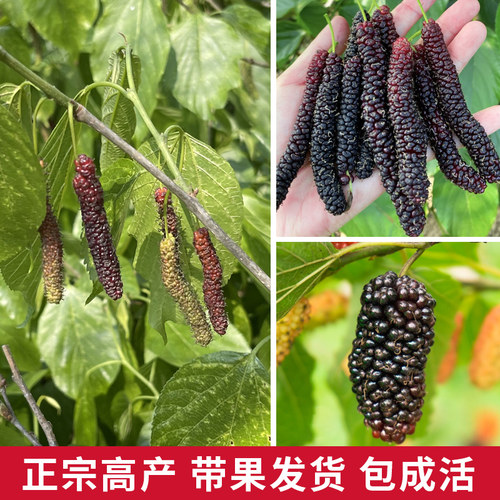 正宗四季台湾长果桑苗带果嫁接桑葚树苗无籽黑桑果树桑葚当年结果 - 图0