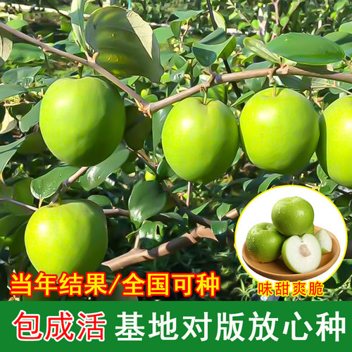大青枣树苗正宗嫁接台湾蜜丝枣树苗牛奶苹果枣树苗盆栽地栽南北方 - 图1