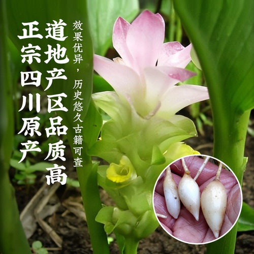 寻百草金丝郁金中药材川郁金中药药材泡茶夏枯草猫爪草蒲公英郁金 - 图1