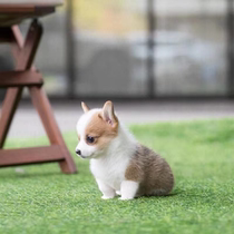 Pure Breeds Kokie Puppies Wales Two Colors Bicolor Three Small Short Legs Kirky Dog Small Pet Dog Living Cub