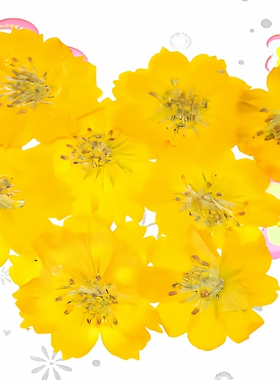波斯菊压花diy材料ins风格干花